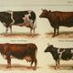 Antique engraving, 1921 - Cow and cattle breeds - farm illustration