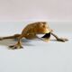 Frog brass  vintage