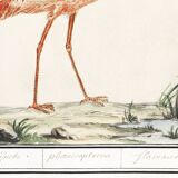 Small poster about the pink flamingo, after an old engraving from 1610.
