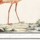 Small poster about the pink flamingo, after an old engraving from 1610.