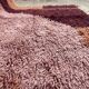 Berber carpet