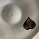 Porcelain oyster plates "The swallow" Melun sur Yevre