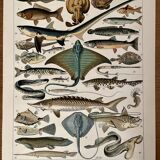 Lithograph on fish (stud) - 1900