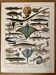 Lithograph on fish (stud) - 1900