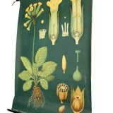 XXL vintage poster, primrose motif botanical flower, 60s