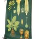XXL vintage poster, primrose motif botanical flower, 60s
