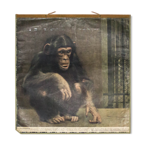 Affiche pédagogique chimpanzé,