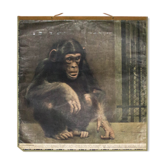 Affiche pédagogique chimpanzé, 1916