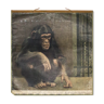 Affiche pédagogique chimpanzé, 1916