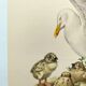 Planche ancienne oiseaux Années 1960 - Goeland Argenté .Illustration nature