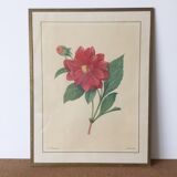 Vintage lithograph frame Redouté flowers