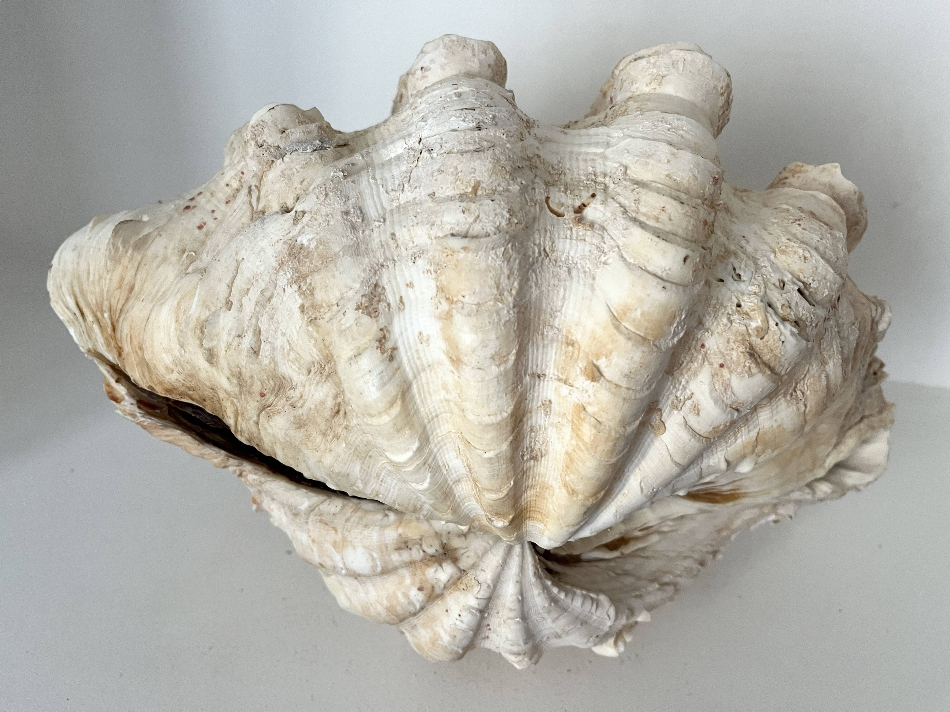 Authentic vintage giant bivalve shell, tridacna gigas shell.