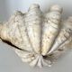 Authentic vintage giant bivalve shell, tridacna gigas shell.