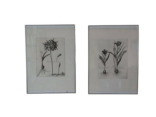 Paire de lithographies - botanique