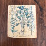 10 "herbarium" frames