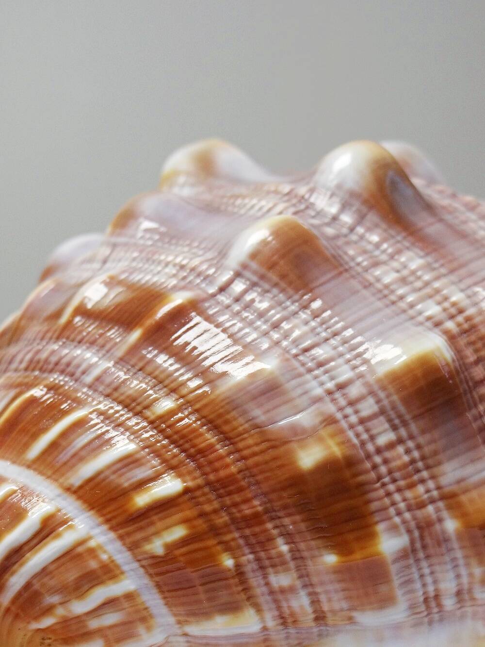 Large vintage shell cabinet of curiosities Cypraecassis rufa 15cm