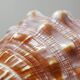 Large vintage shell cabinet of curiosities Cypraecassis rufa 15cm
