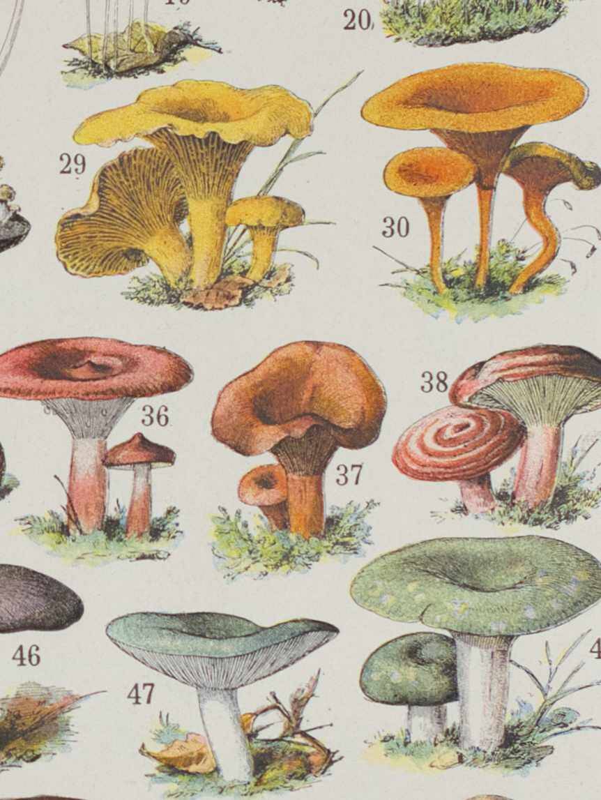 Planche botanique originale "Champignons I" de 1929