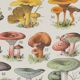 Planche botanique originale "Champignons I" de 1929