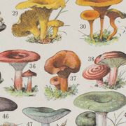 Original botanical plate "Mushrooms I" from 1929