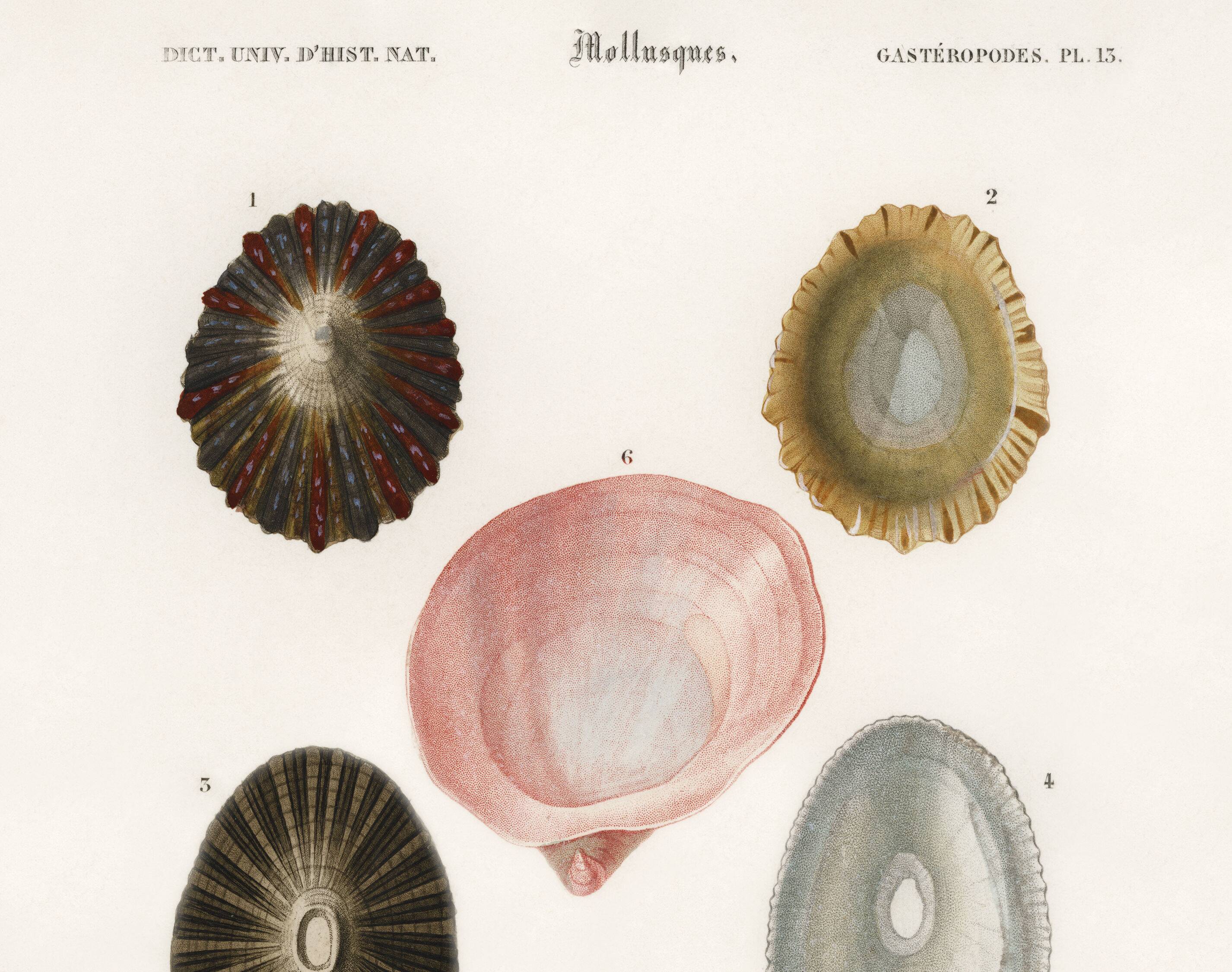 Poster on seashells and marine molluscs, based on an old engraving.