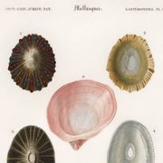 Affiche sur les coquillages et mollusque marins, d’après une gravure ancien