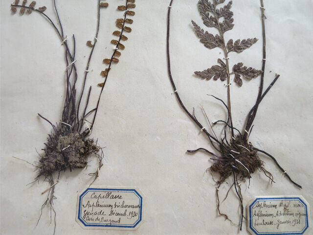 Herbier Fougères 1930