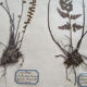 Herbier Fougères 1930