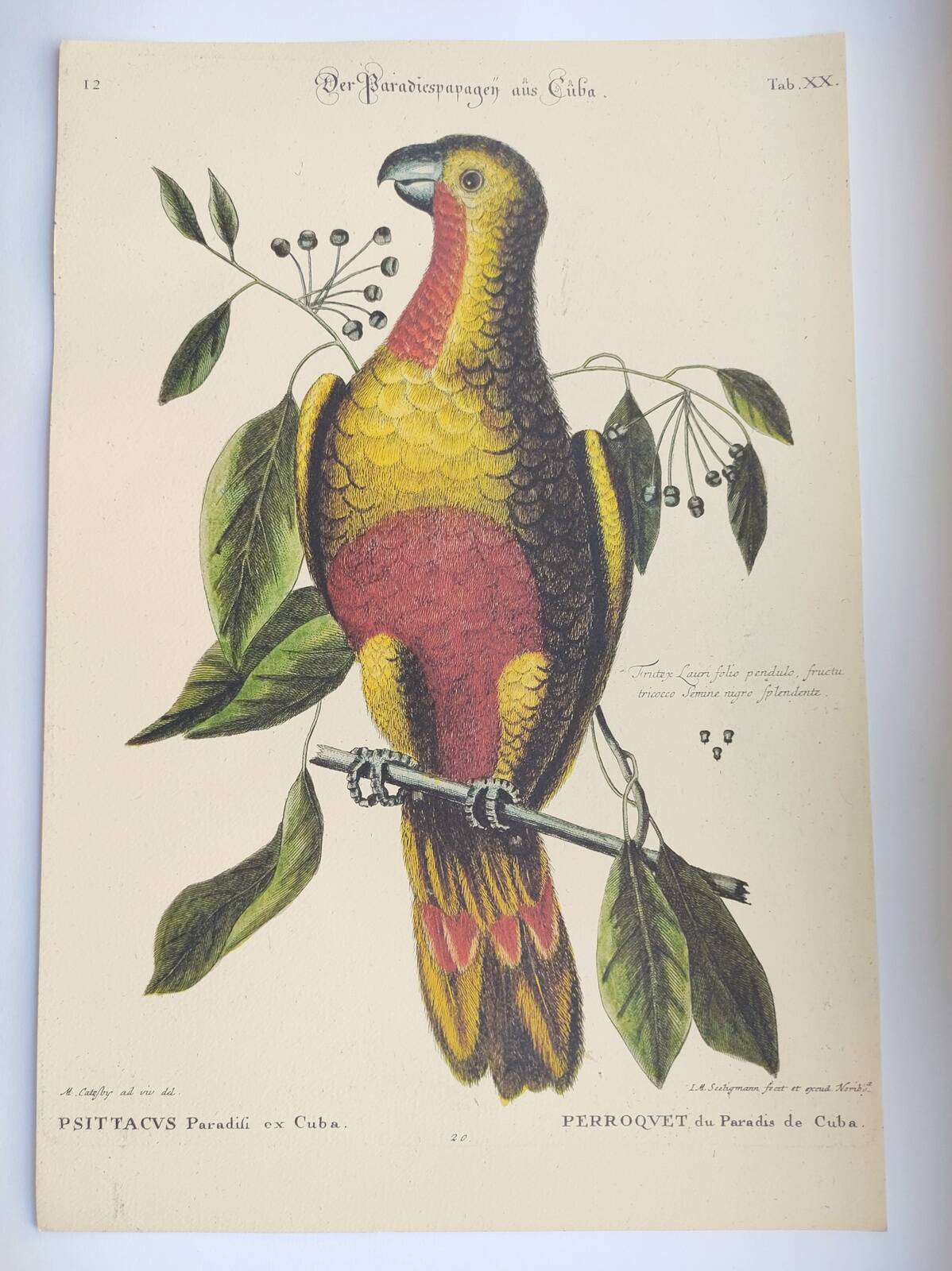 Old bird engraving - Parrot of Paradise of Cuba - Zoological plate by Seligmann & Catesby