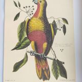 Old bird engraving - Parrot of Paradise of Cuba - Zoological plate by Seligmann & Catesby