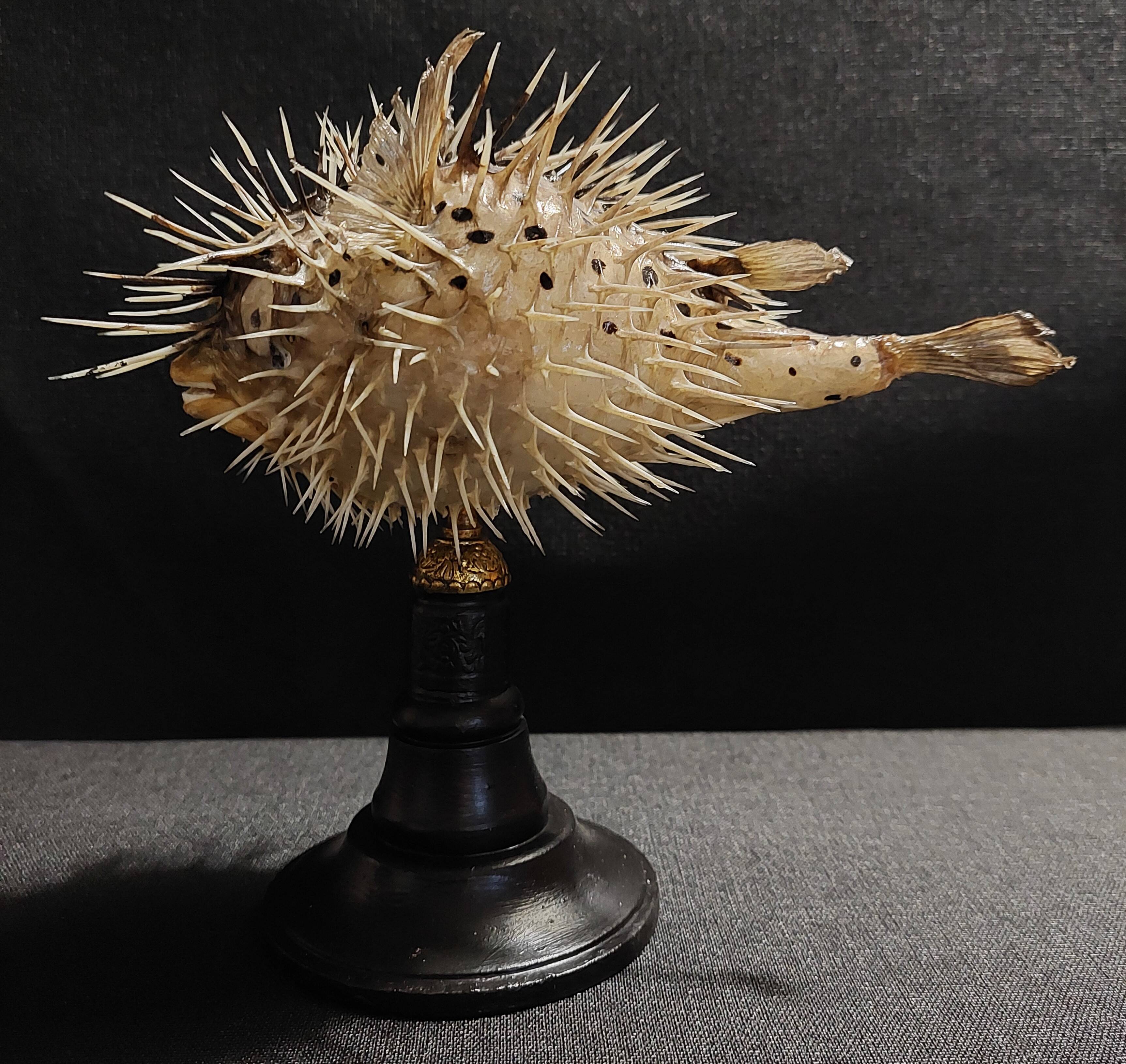 Cabinet of Curiosities naturalized fish diodon holocanthus on base
