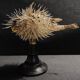 Cabinet of Curiosities naturalized fish diodon holocanthus on base
