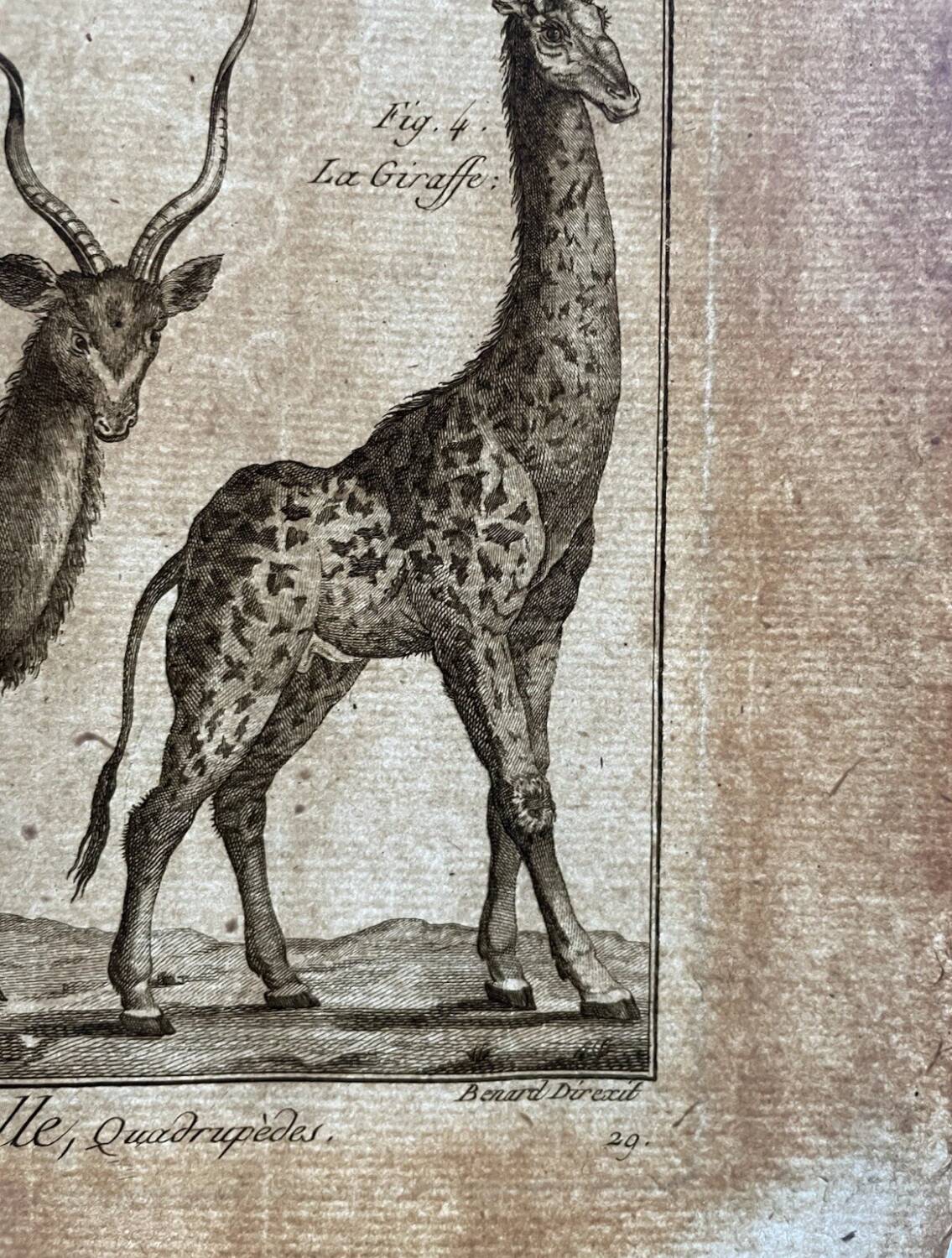 Gravure Livre ancien XVIIIe Buffon, Bonnaterre, Histoire naturelle