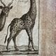 Gravure Livre ancien XVIIIe Buffon, Bonnaterre, Histoire naturelle