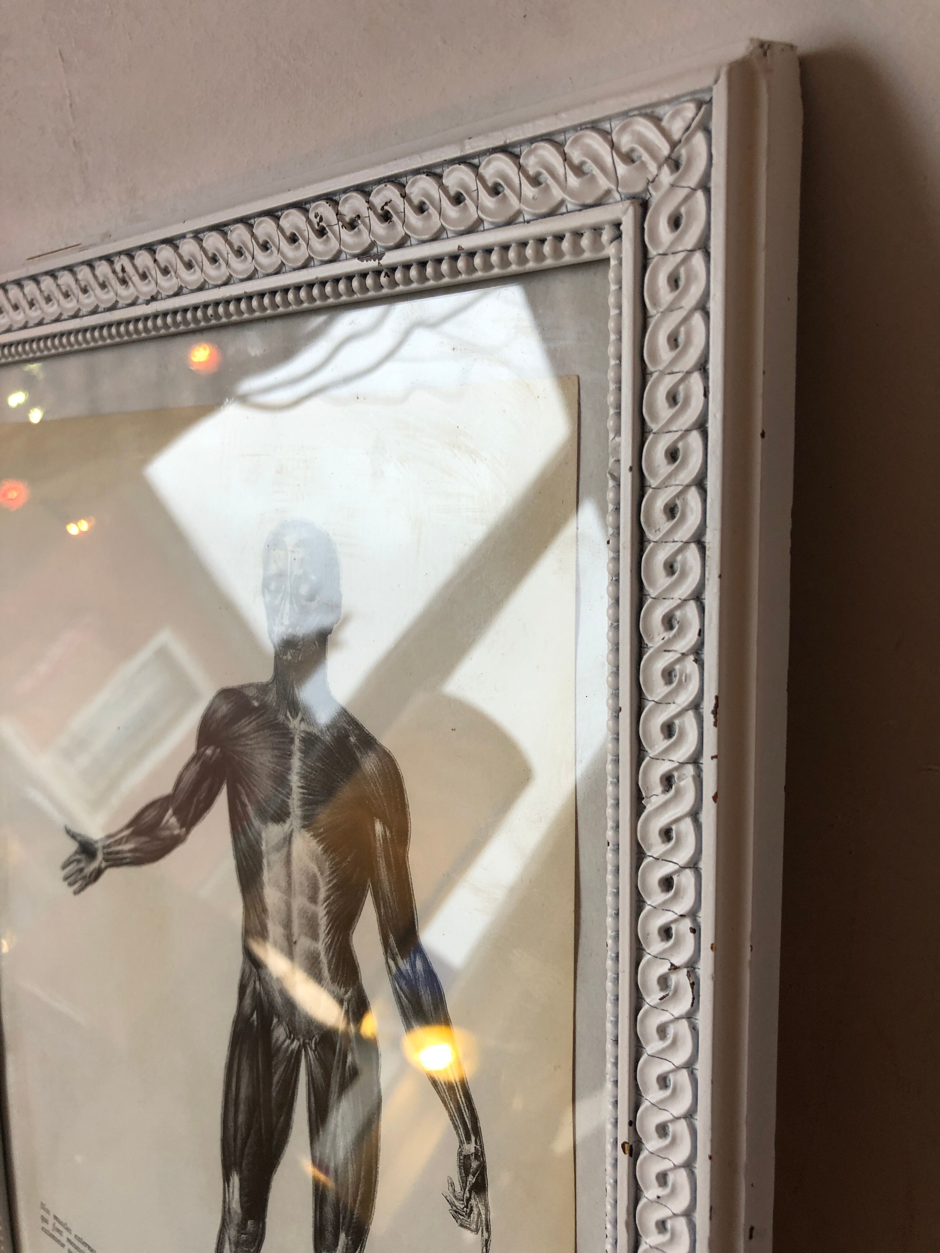 Reproduction poster boards of Anatomy