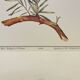 Botanical plate – Louis Pariente, 1986