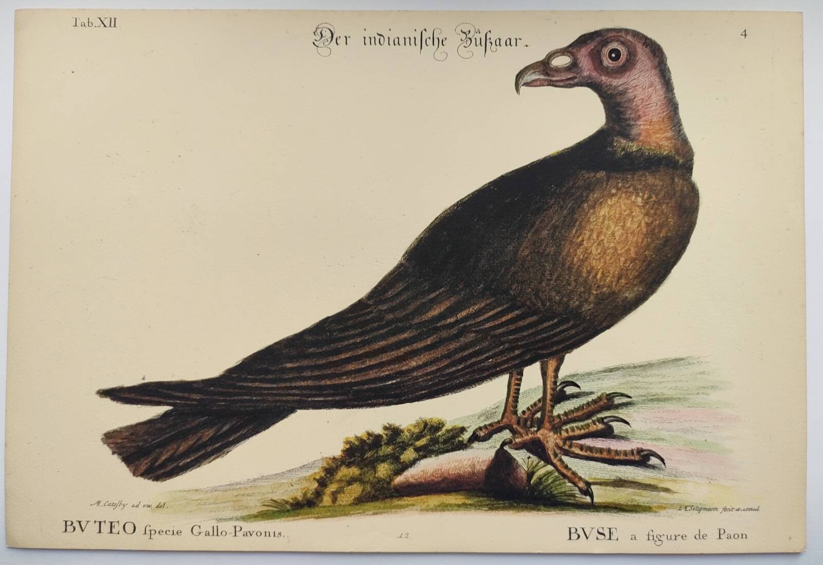 Old bird engraving - Hawk with peacock figure - Zoological plate by Seligmann & Catesby