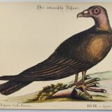 Old bird engraving - Hawk with peacock figure - Zoological plate by Seligmann & Catesby