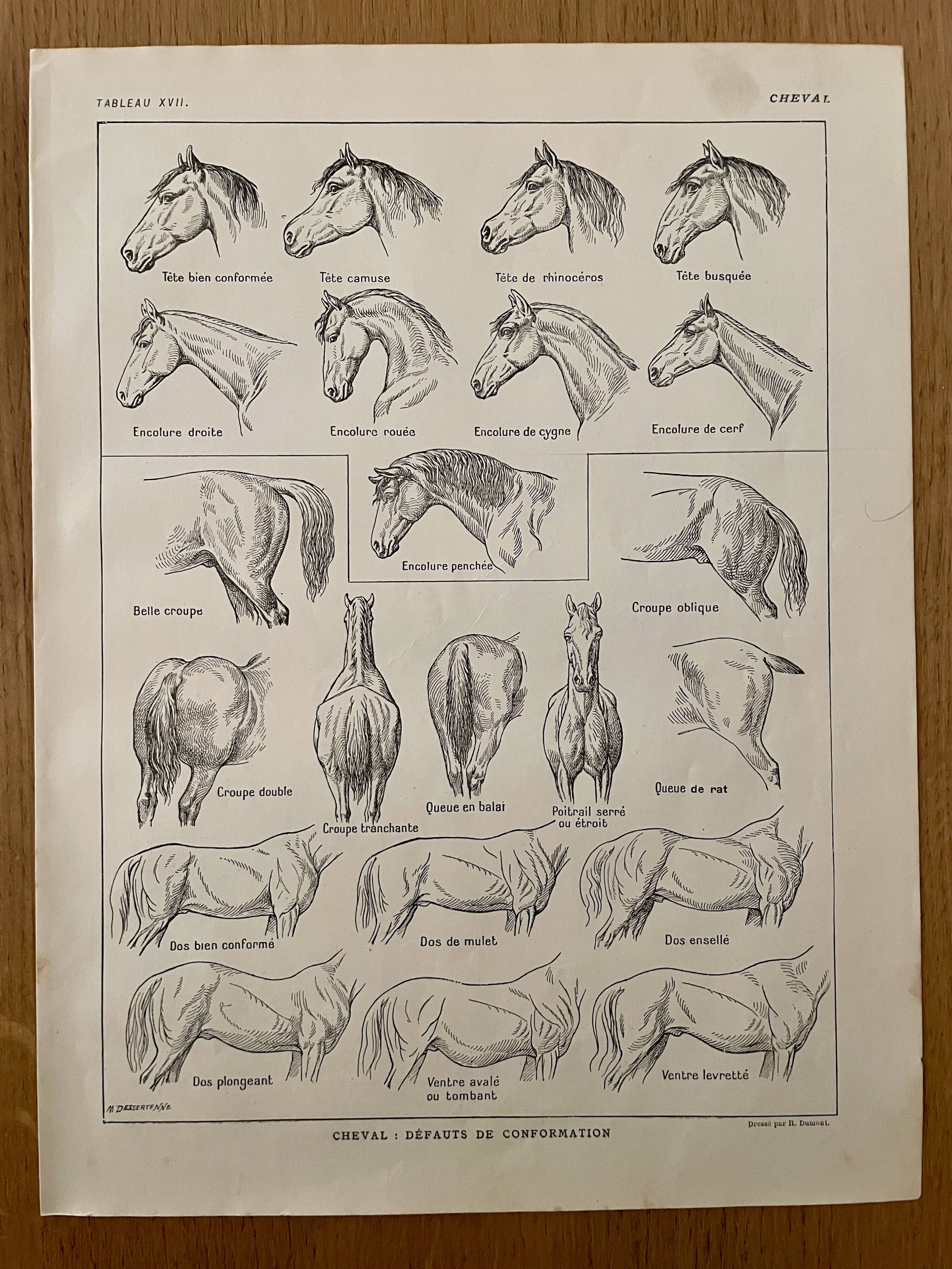 Lithograph on the anatomy of the horse (head, rump, hooves) - 1920