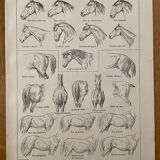 Lithograph on the anatomy of the horse (head, rump, hooves) - 1920