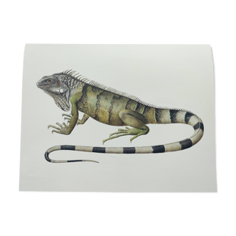 Old board -Iguana- Vintage zoological illustration of reptiles from 1970