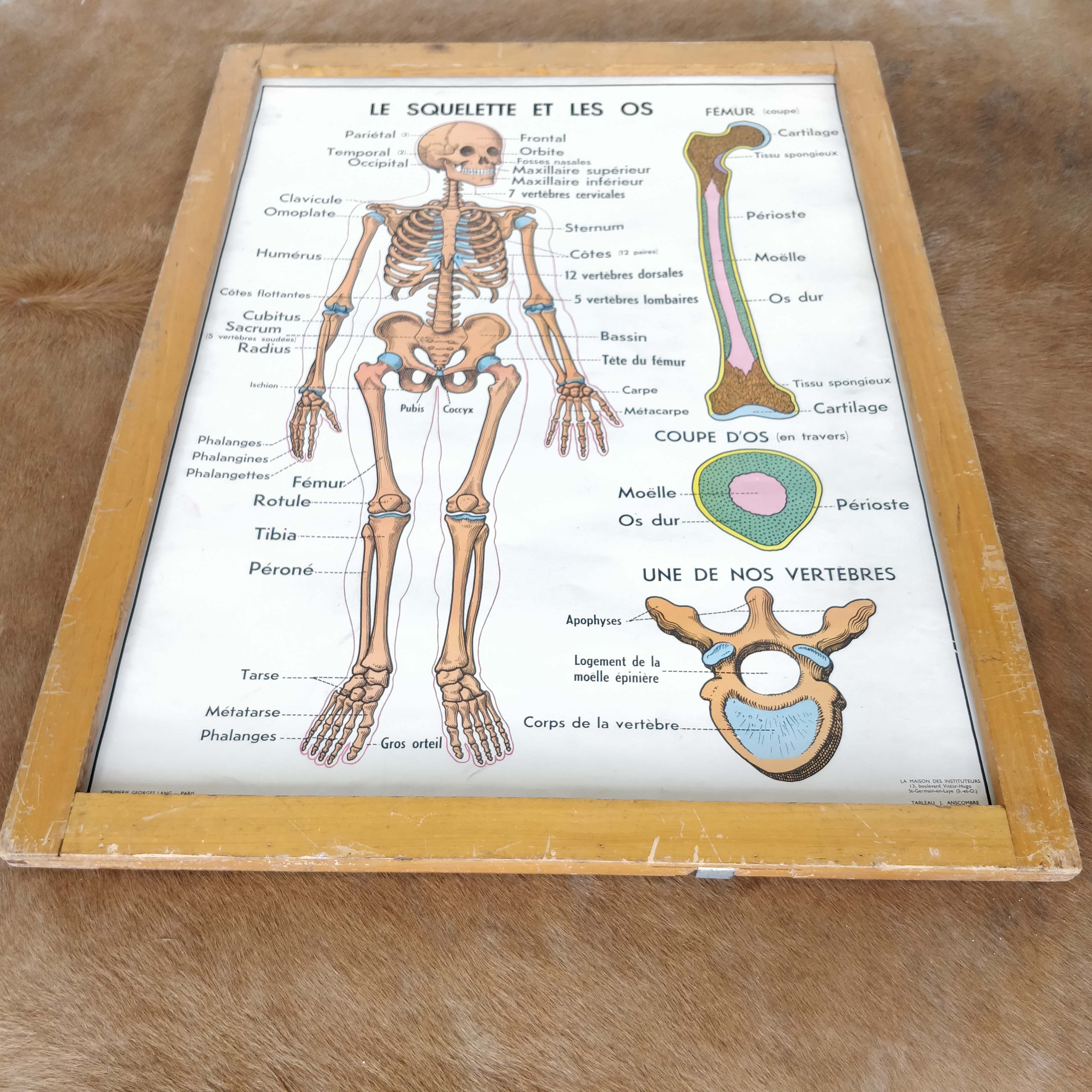 School map and wooden frame MDI Human body