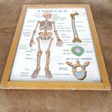 School map and wooden frame MDI Human body