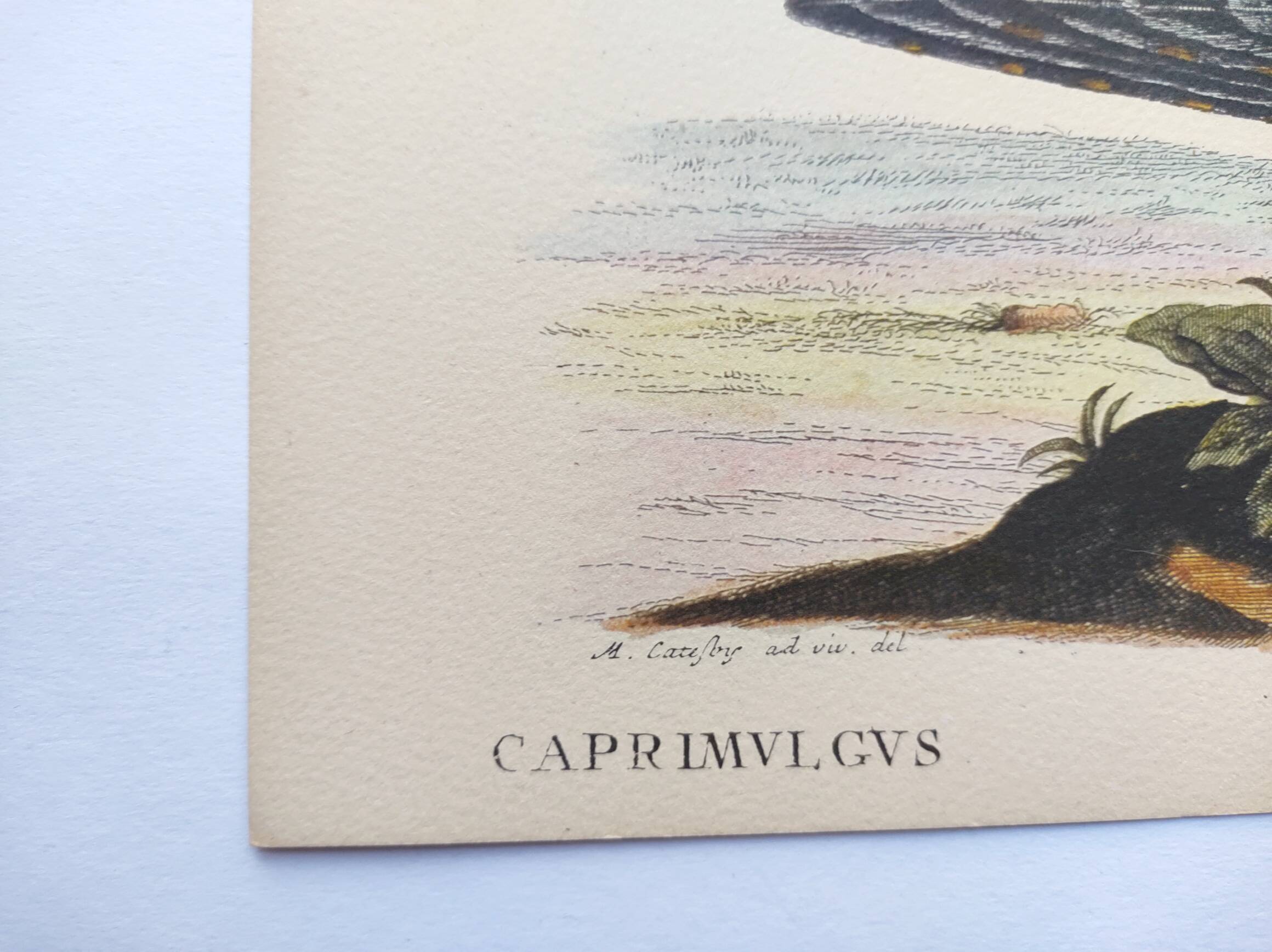 Antique bird engraving - Goat's head - Zoological plate by Seligmann & Catesby