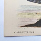 Antique bird engraving - Goat's head - Zoological plate by Seligmann & Catesby