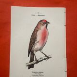 Botanical engraving birds double sided naturalist board