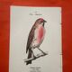 Botanical engraving birds double sided naturalist board