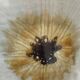 Saint Amand plate model Urchin - vintage and arty