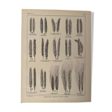 Lithograph on wheat from 1921