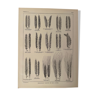 Lithograph on wheat from 1921